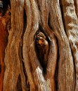 Bryce_0809 * Ancient sun bleached bristlecone pine trunk * 1499 x 1747 * (1.1MB)