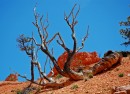 Bryce_0853 * Treescape * 2733 x 2000 * (1.7MB)