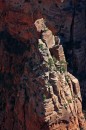 Zion_0572_AngelsLanding * Pinnacle * 2000 x 3008 * (1.85MB)
